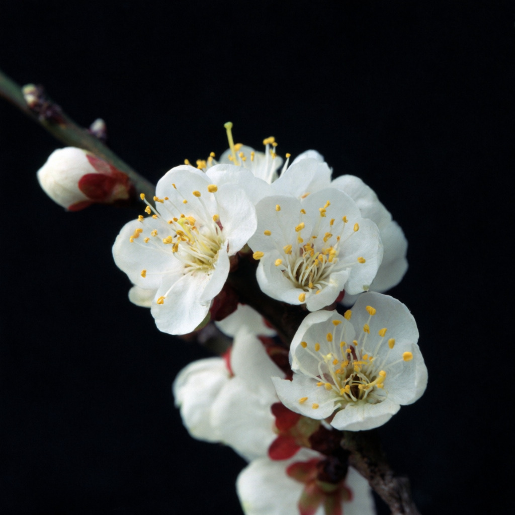 Qwen Image 2.0: What Alibaba Actually Built